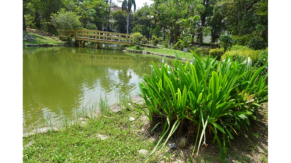 漫步樹林中可以沉浸於悅耳的鳥鳴聲， 這裡有許多不同鳥類來訪，黑冠麻鷺就是來訪的常客， 在森林公園裡很容易親近自然生態。